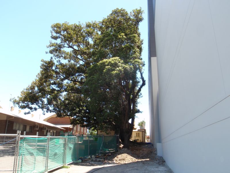 Development Report for Tree beside Construction Building