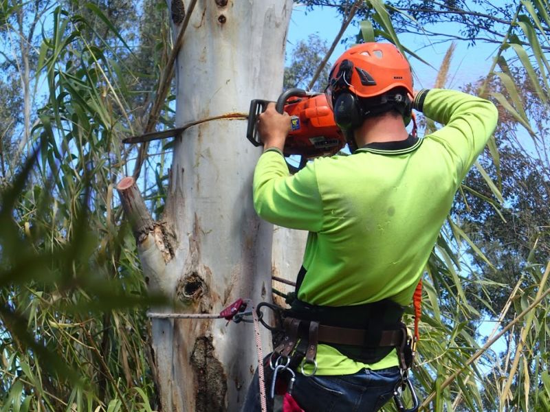 tree-pruning-removal