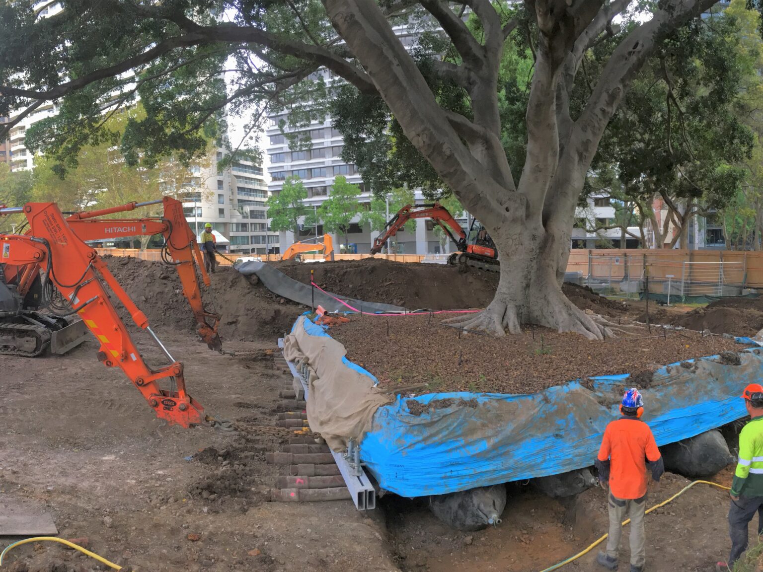 Transplanting and Relocation – The Arborist Network