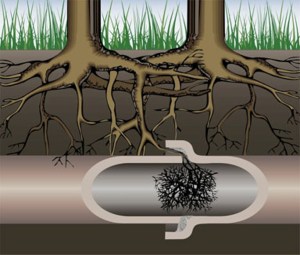 Diagram of tree roots entering a pipe at seal